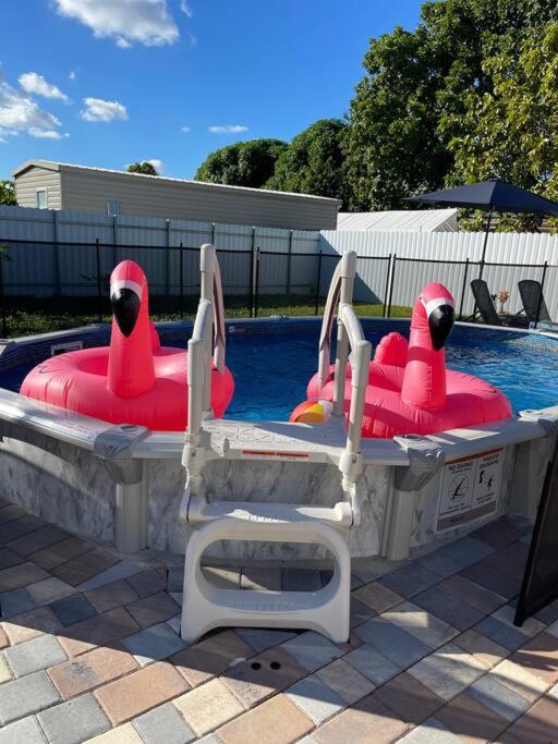 Flamingo Paradise