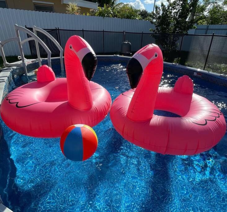 Flamingo Paradise