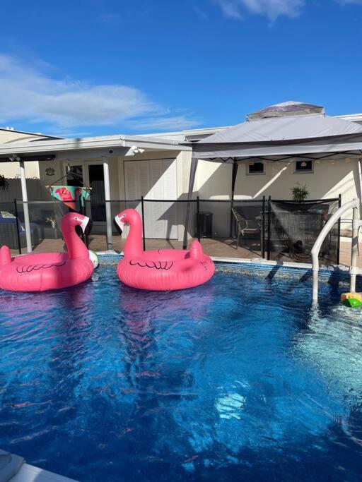 Flamingo Paradise