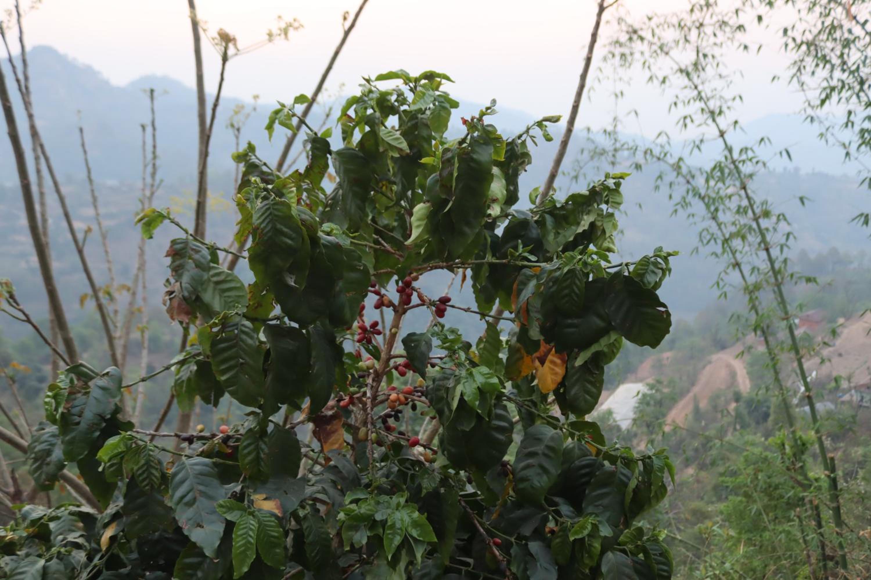 Srijana Farm view 2