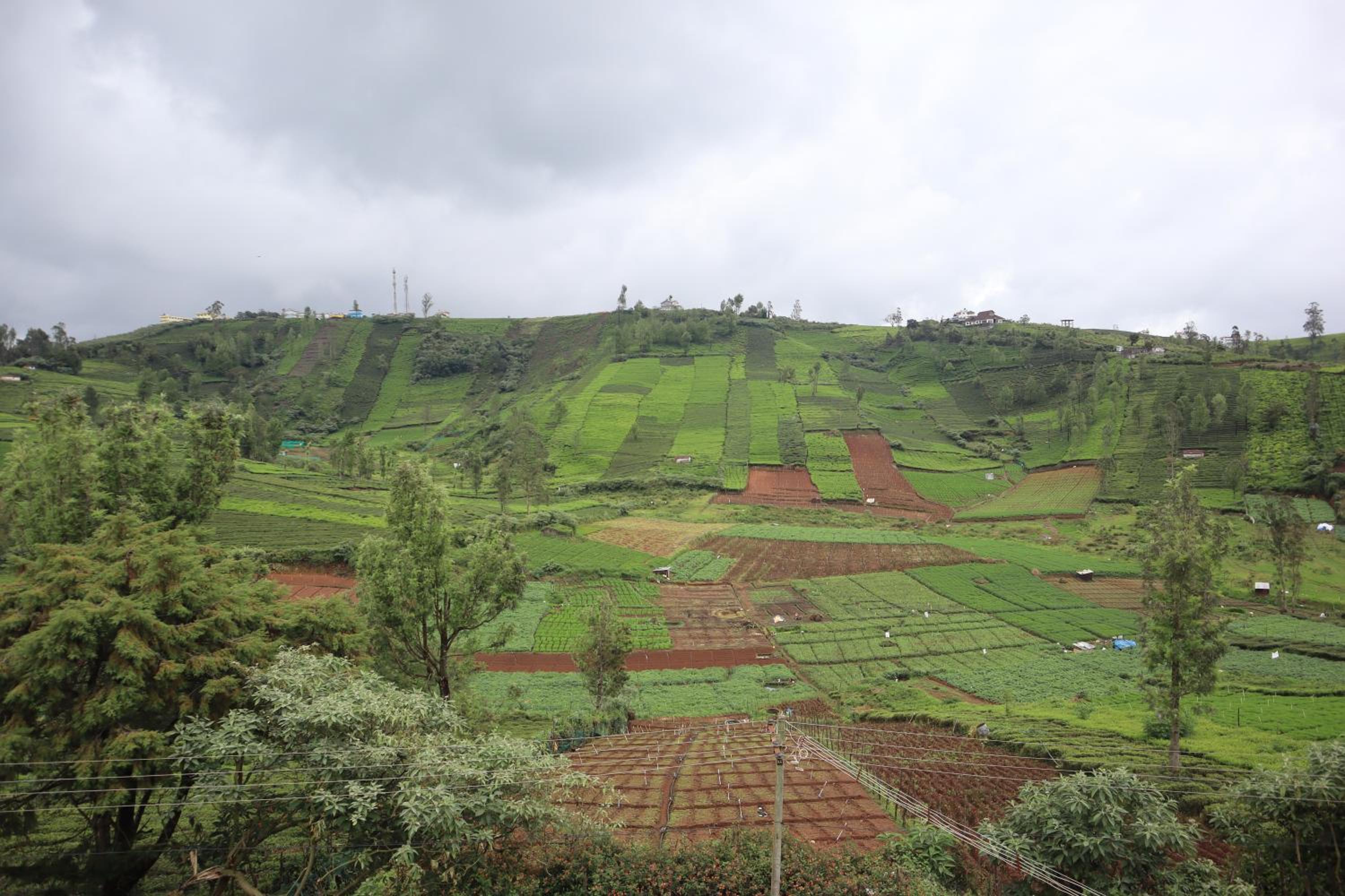 Kalanja Greens