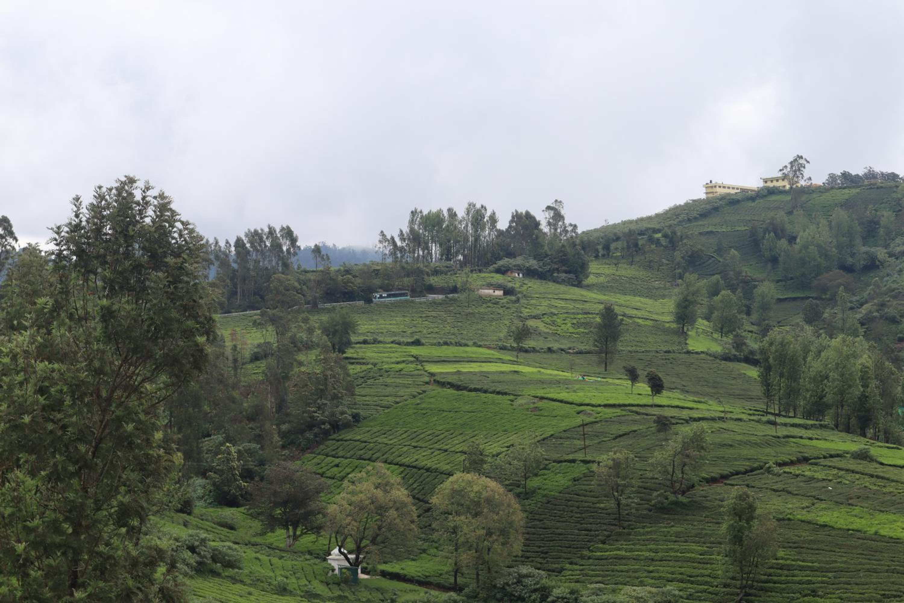 Kalanja Greens