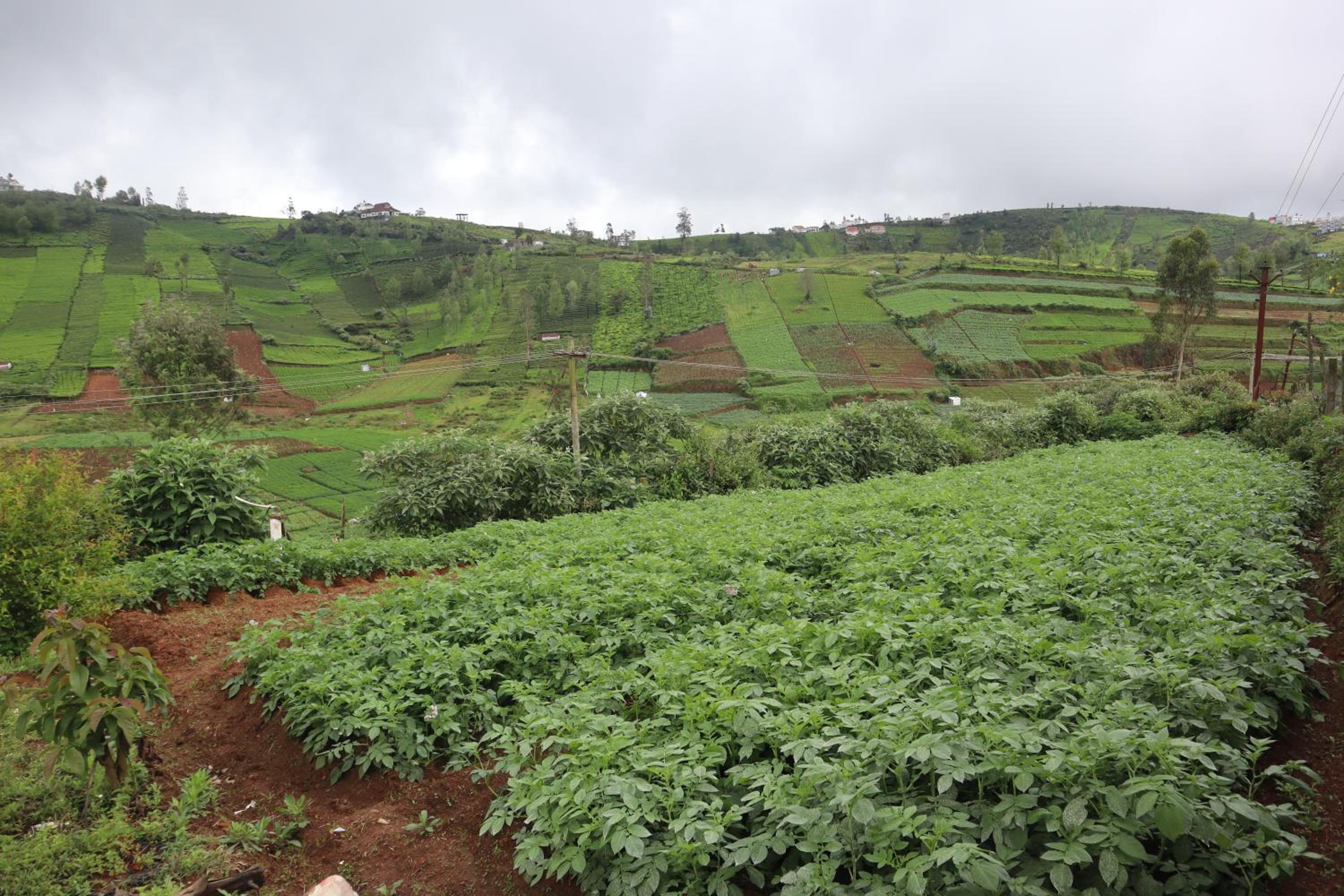Kalanja Greens