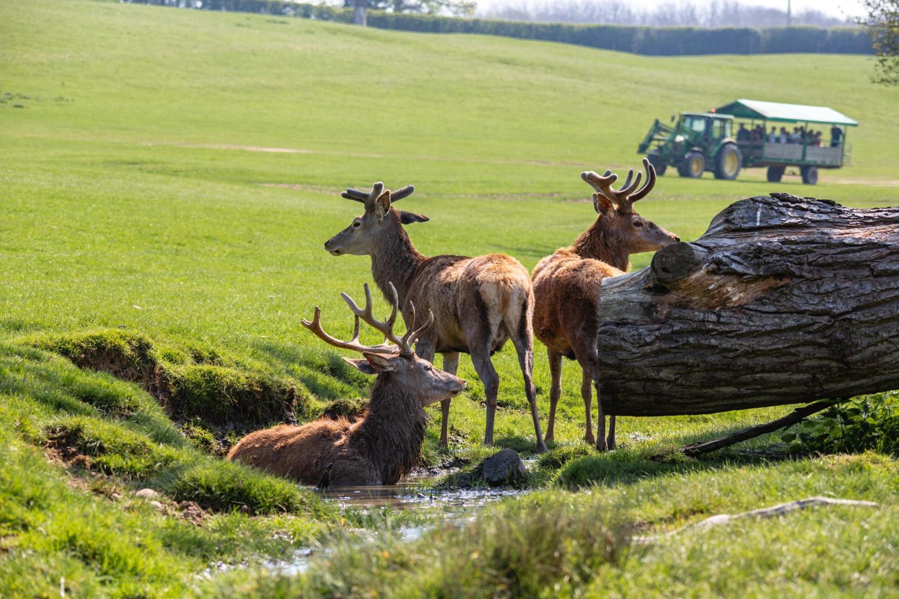 Bucklebury Farm