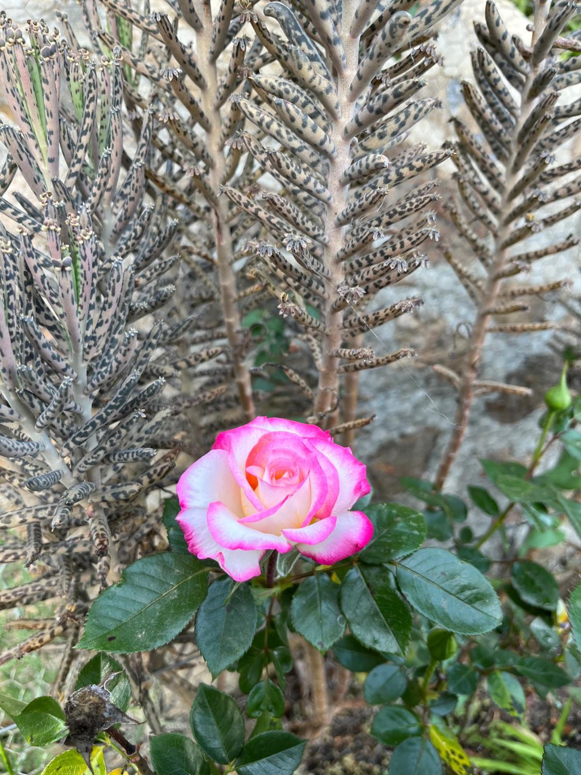 Photo 32