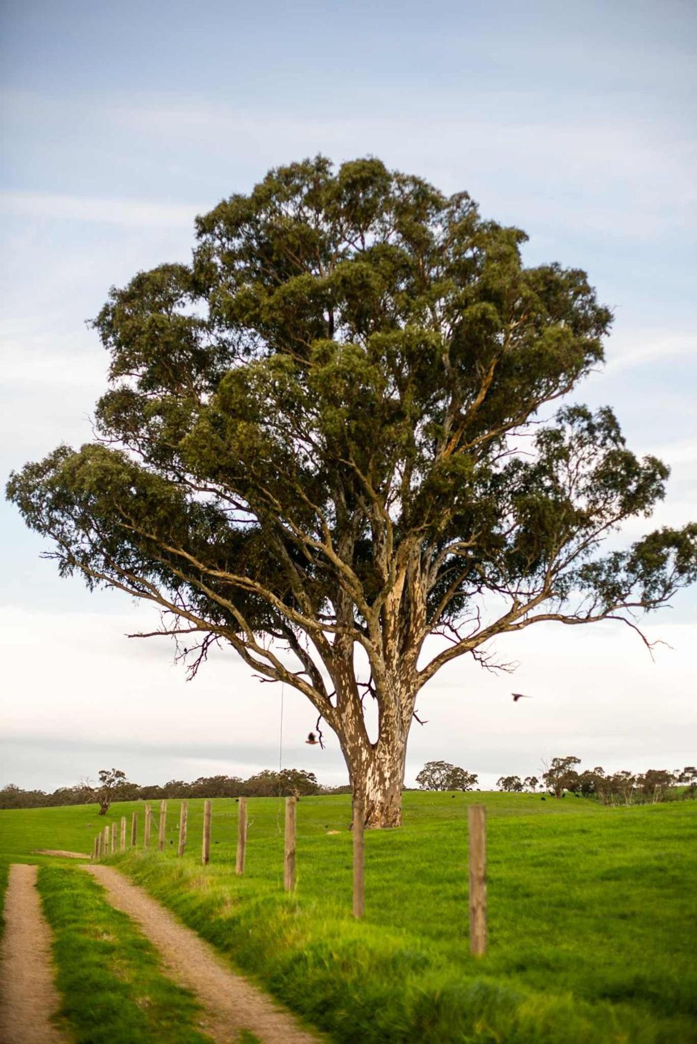 The Old Farm Cottage, Mount Torrens