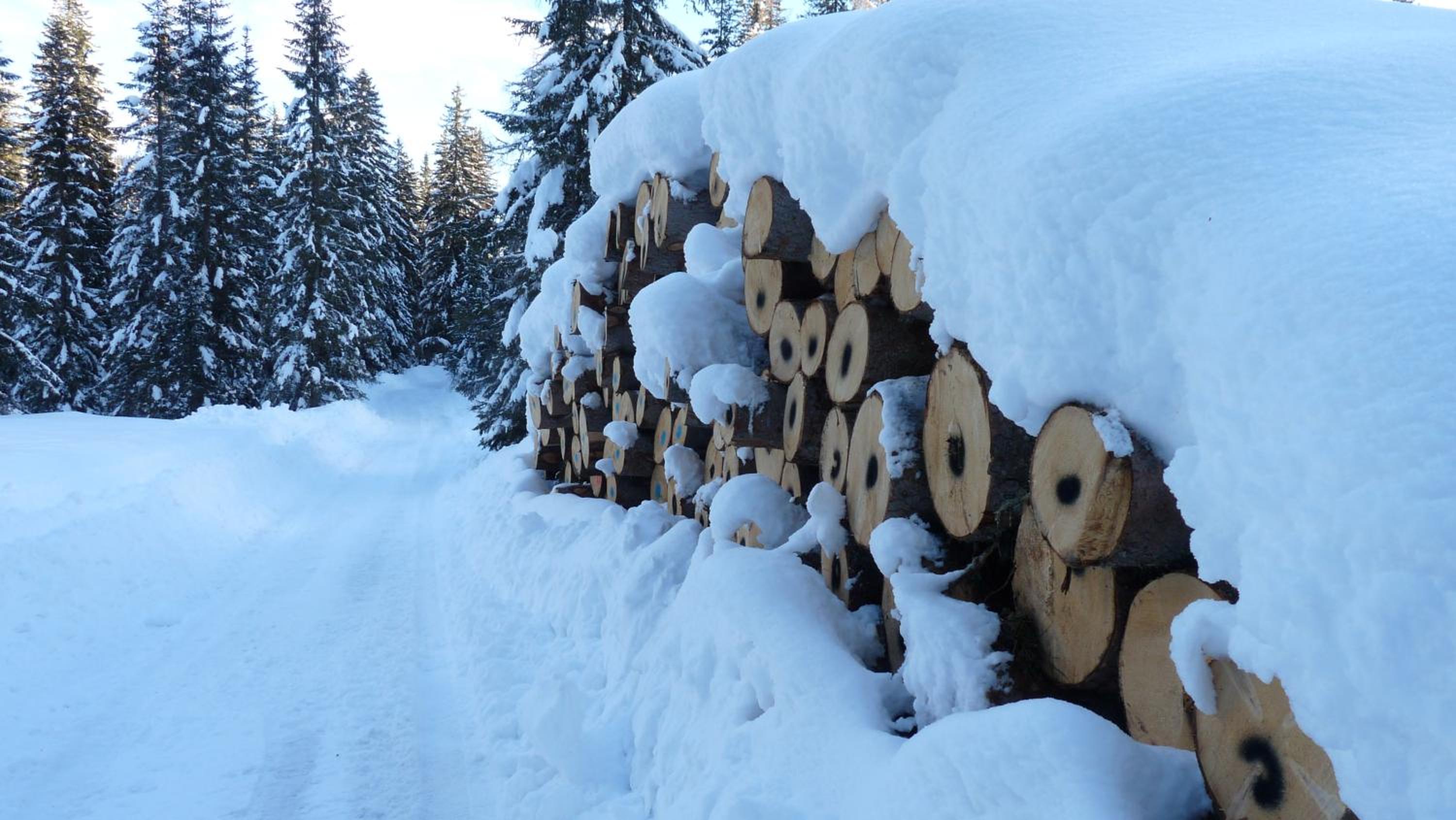 Ferienhaus Schäfer - Apartments - Wintersports - Family holiday - Holiday with your dog - Rural & Scenic
