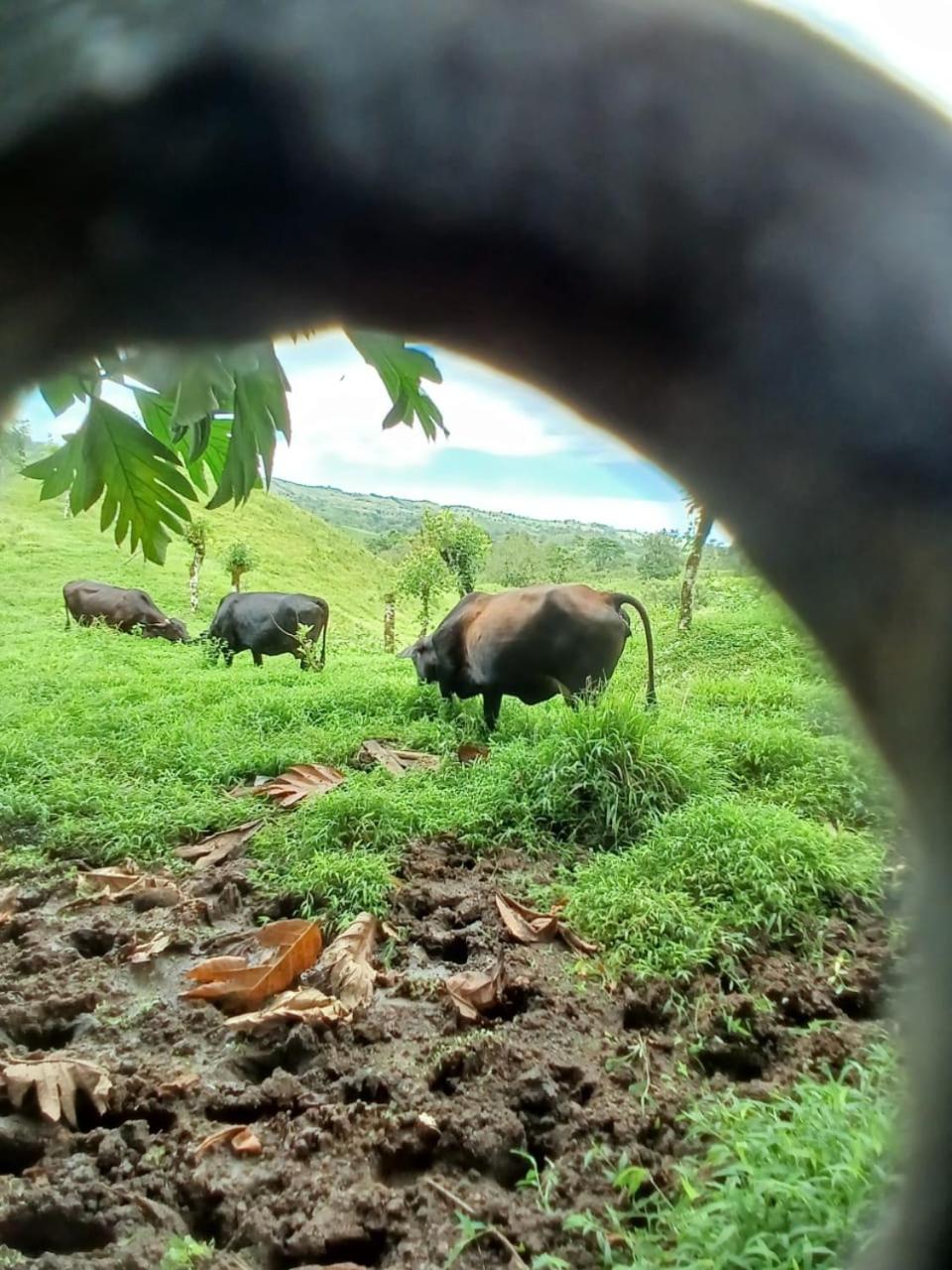 Cabañas venado