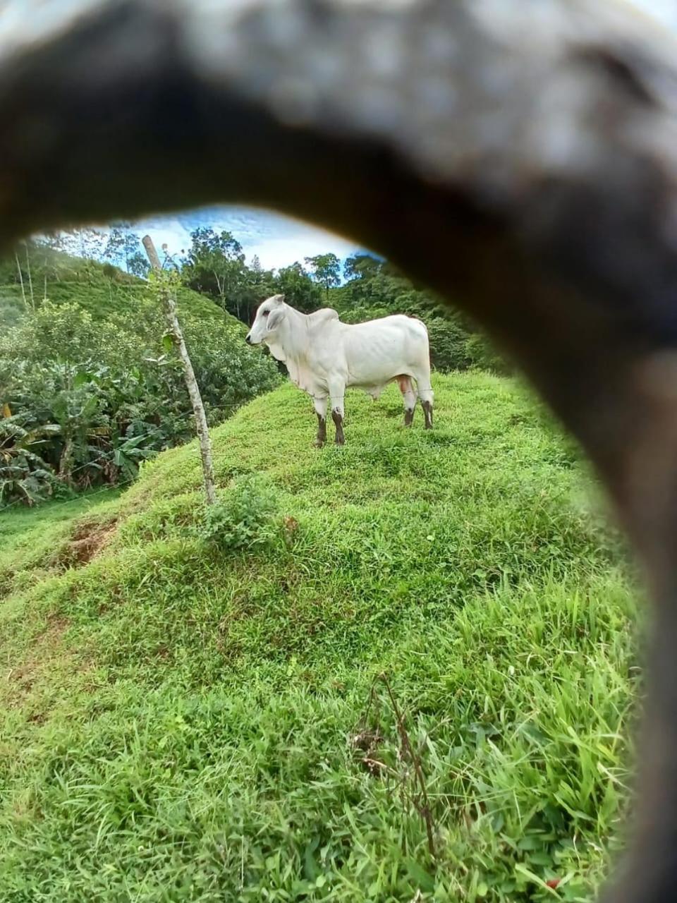 Cabañas venado