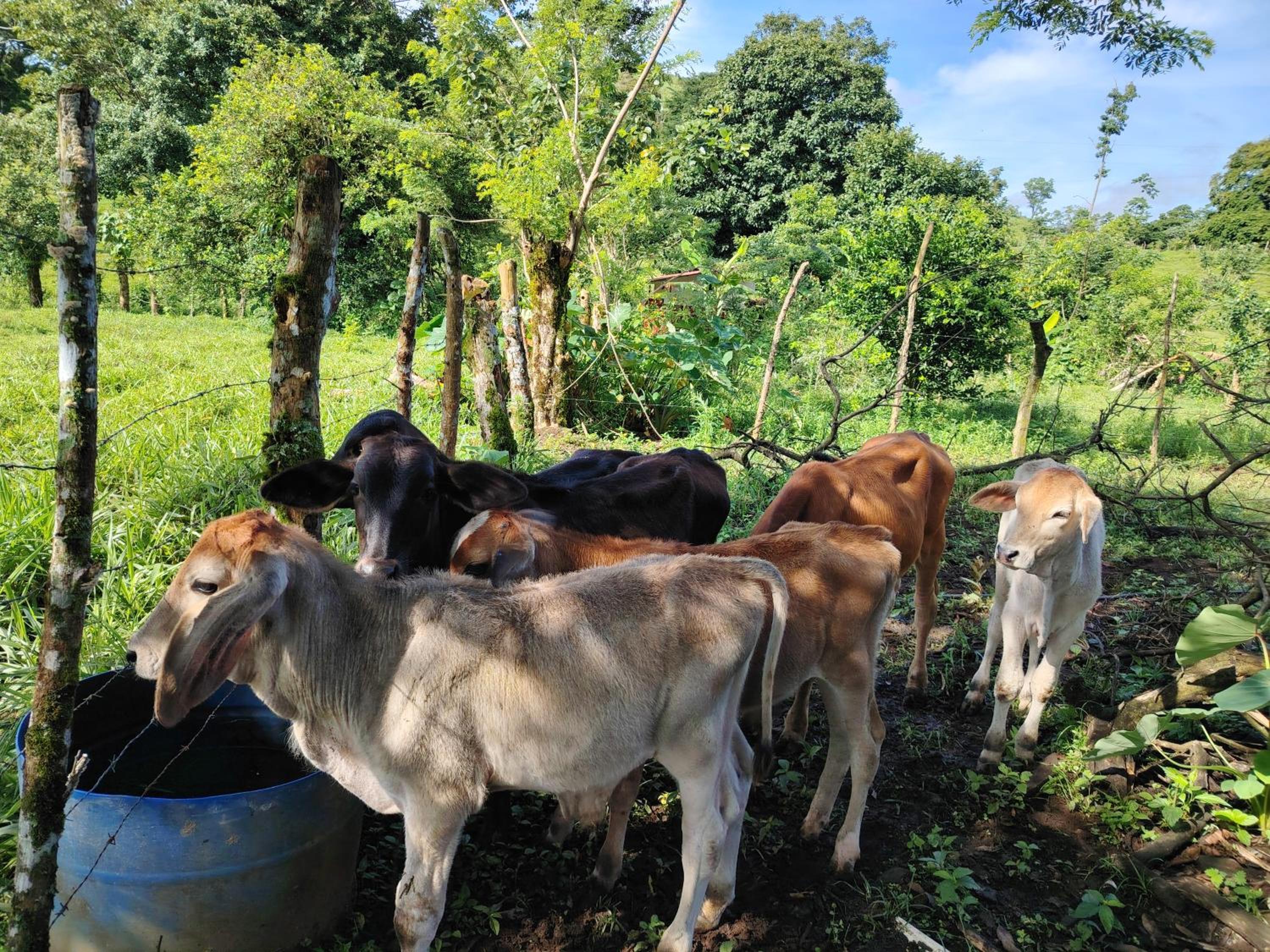 Cabañas venado