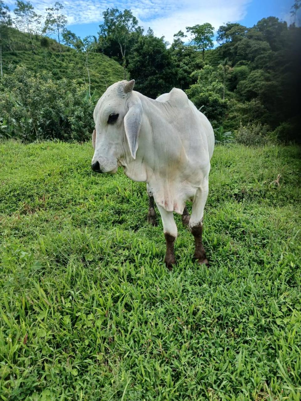 Cabañas venado