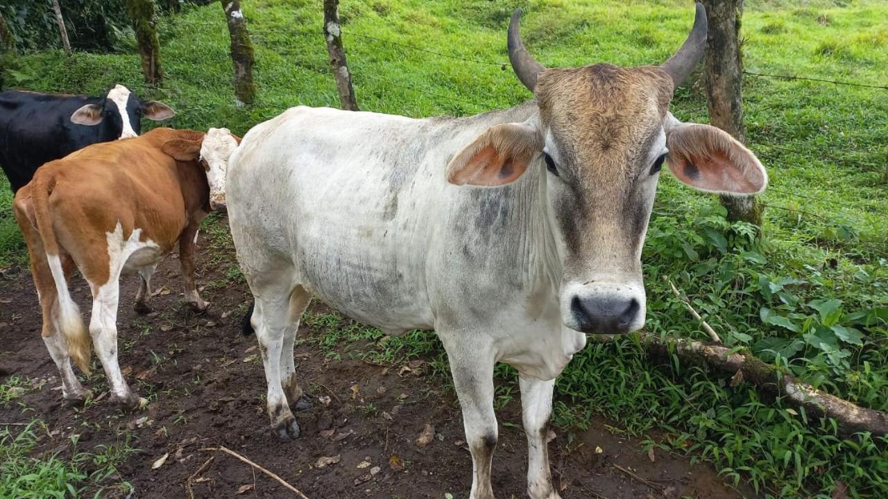 Cabañas venado