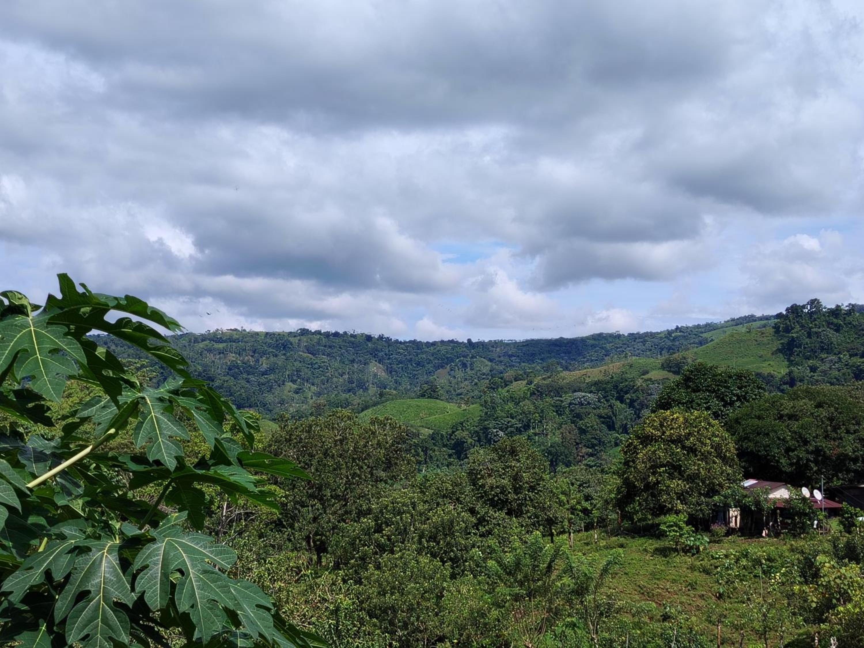 Cabañas venado
