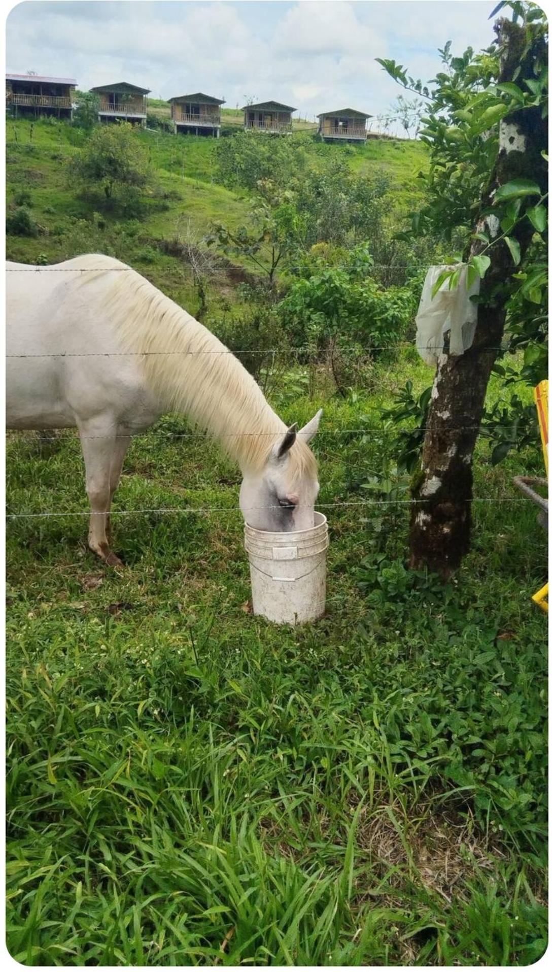 Cabañas venado