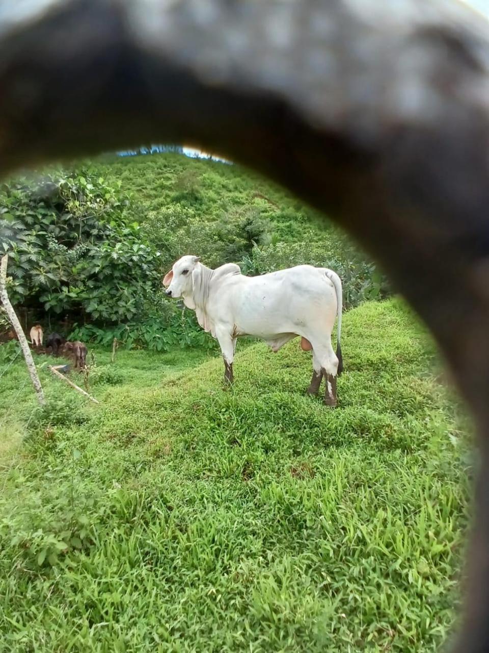 Cabañas venado