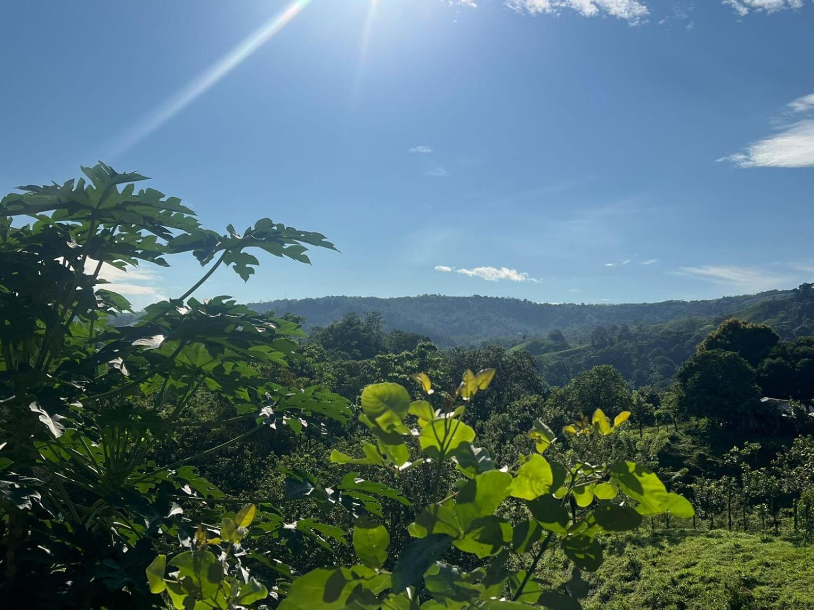 Cabañas venado