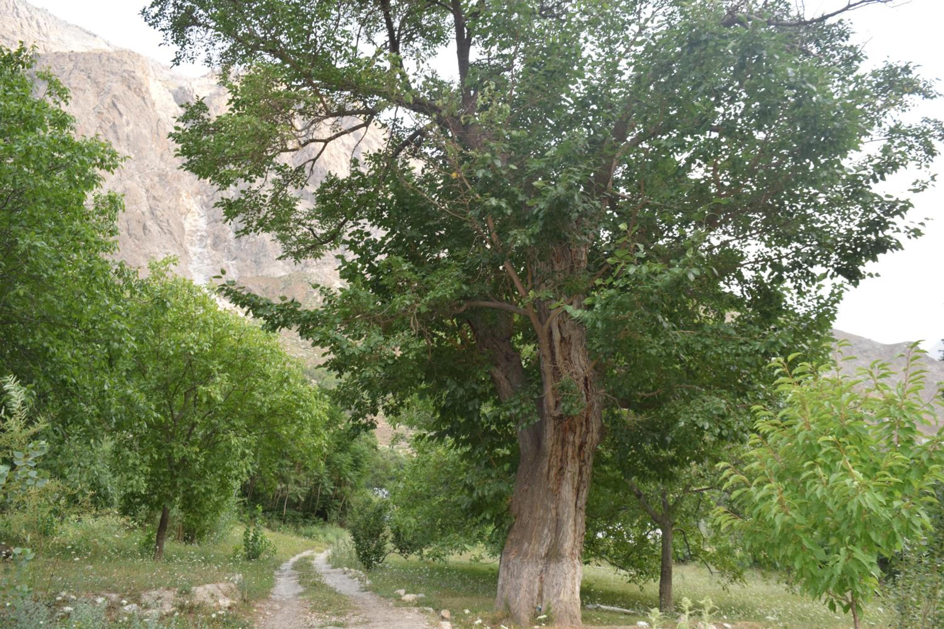 Siwakth Chitral Hutts view 4