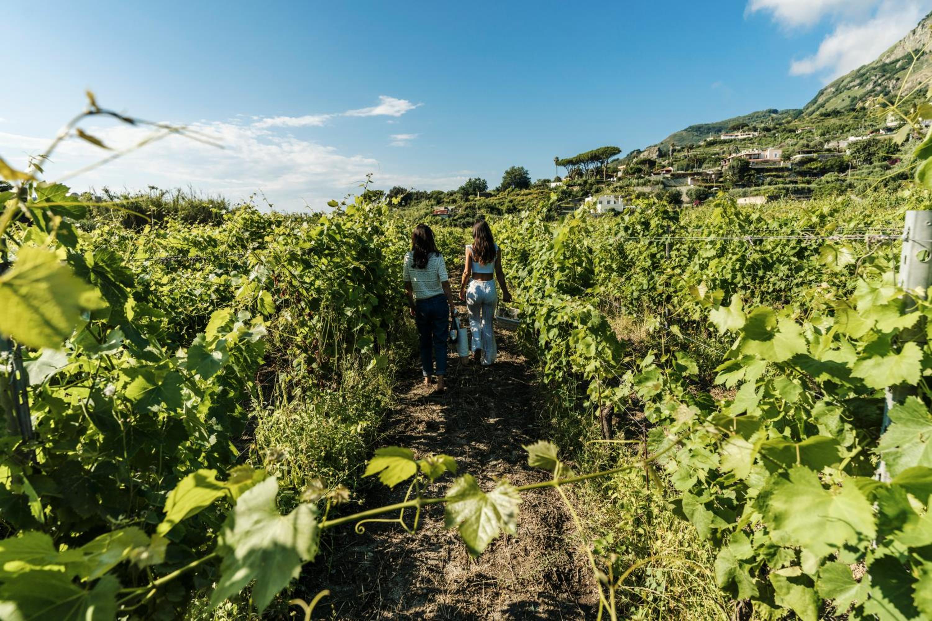 Tenuta Calitto wine resort e spa