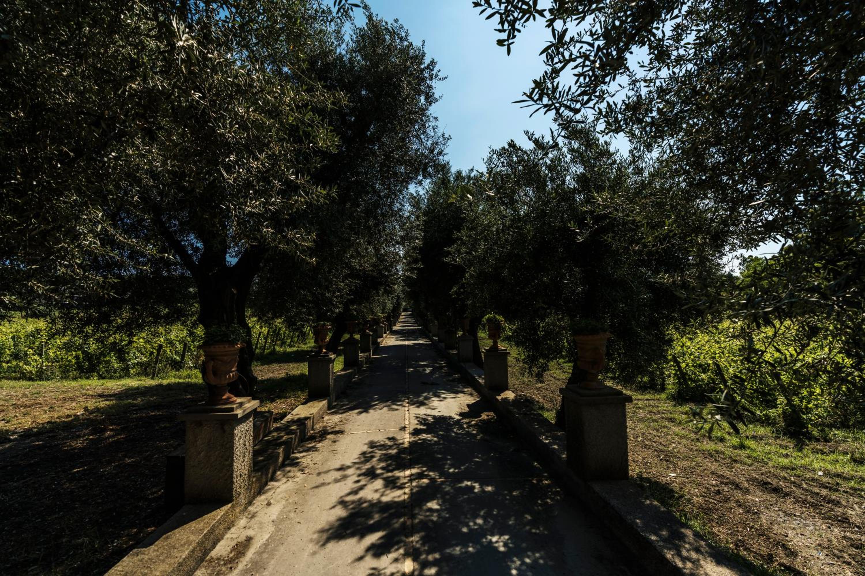 Tenuta Calitto wine resort e spa
