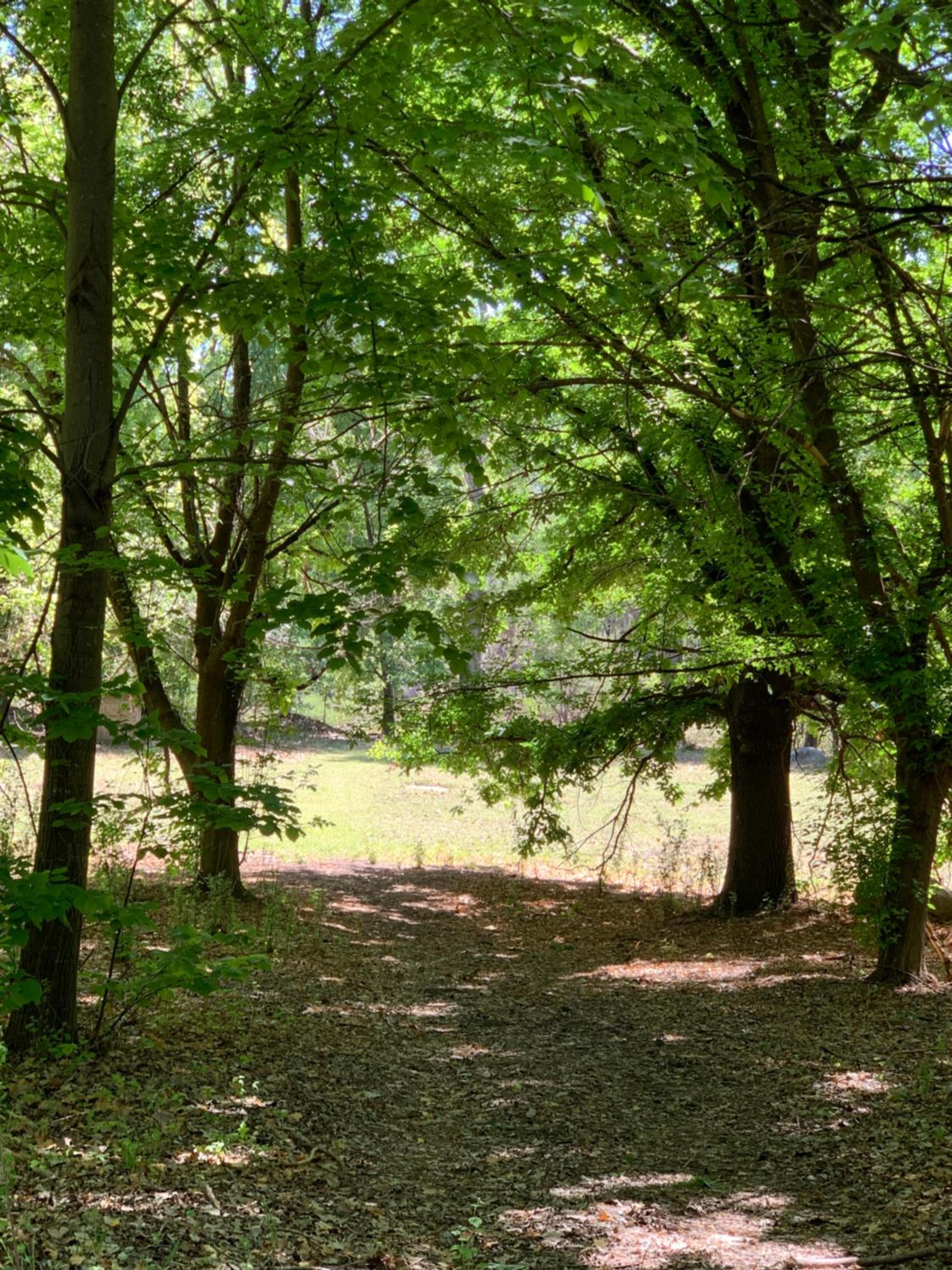 Cabaña del Bosque