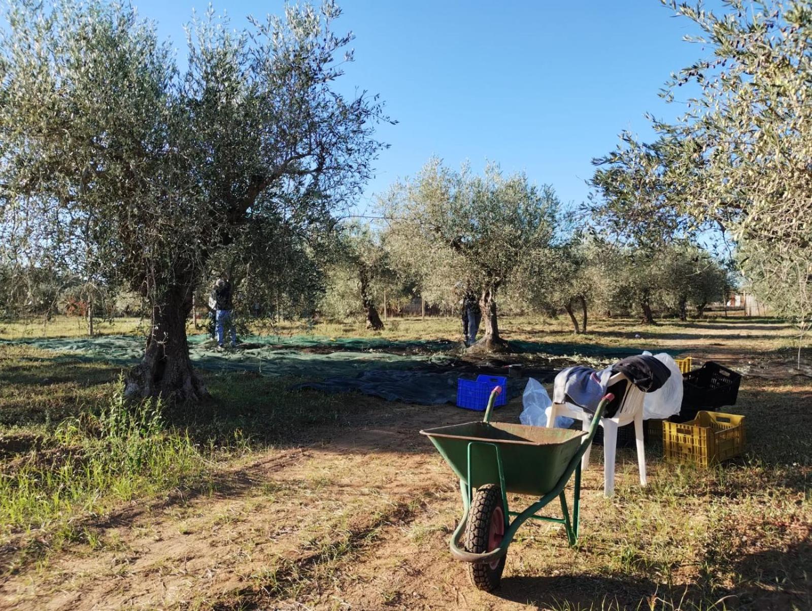 Cottage Dell' Ulivo view 5