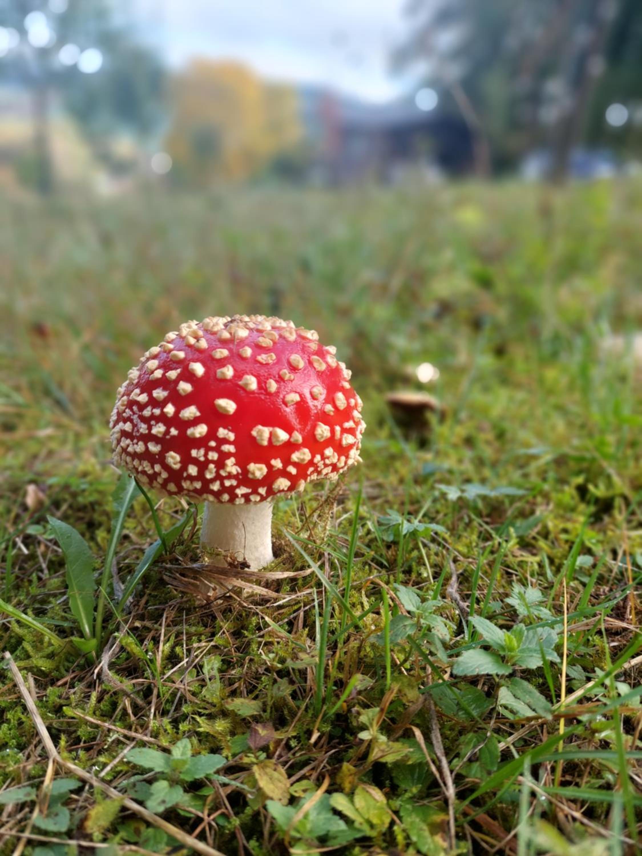 Chata na samotě, Šumava