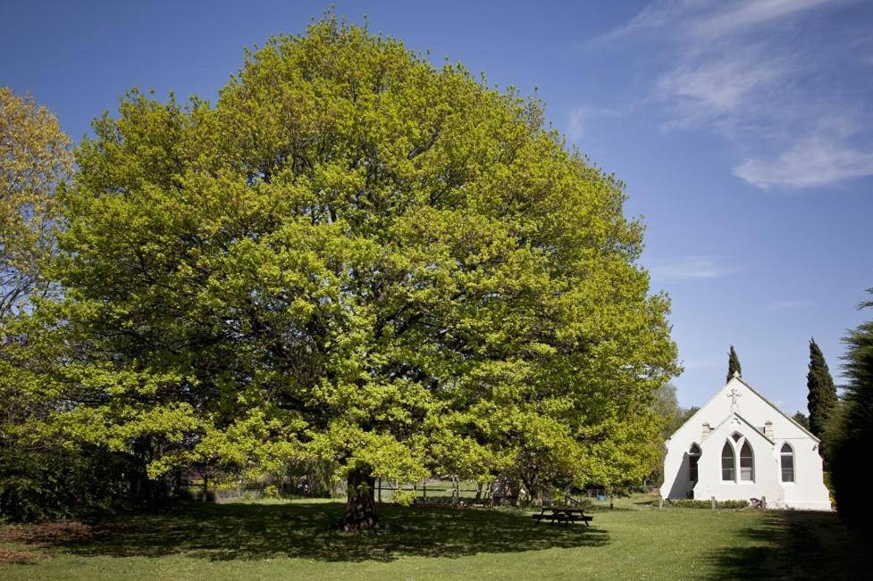 The Holy Oaks