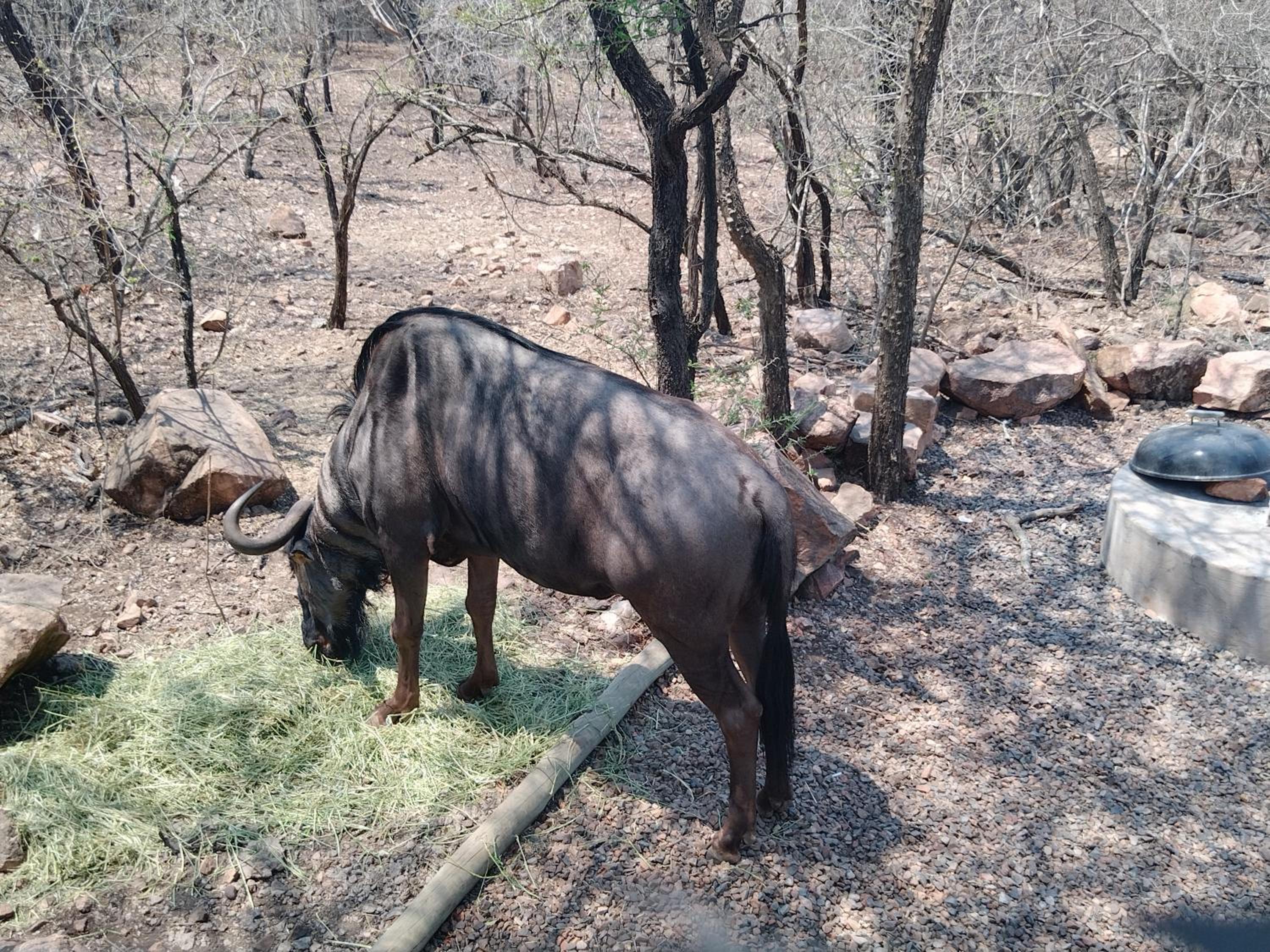 Okatjeru Marloth park