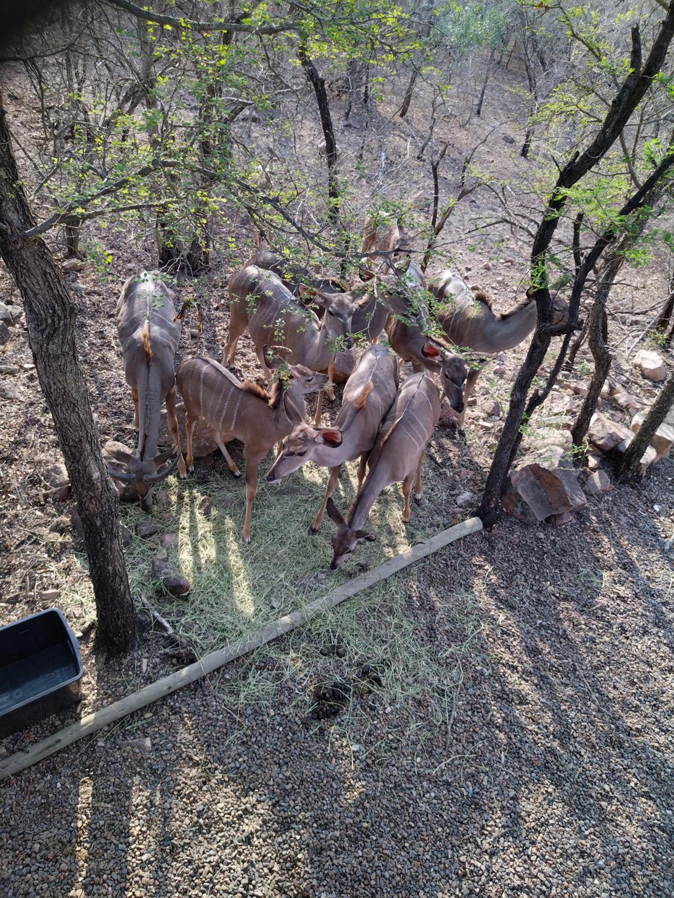 Okatjeru Marloth park