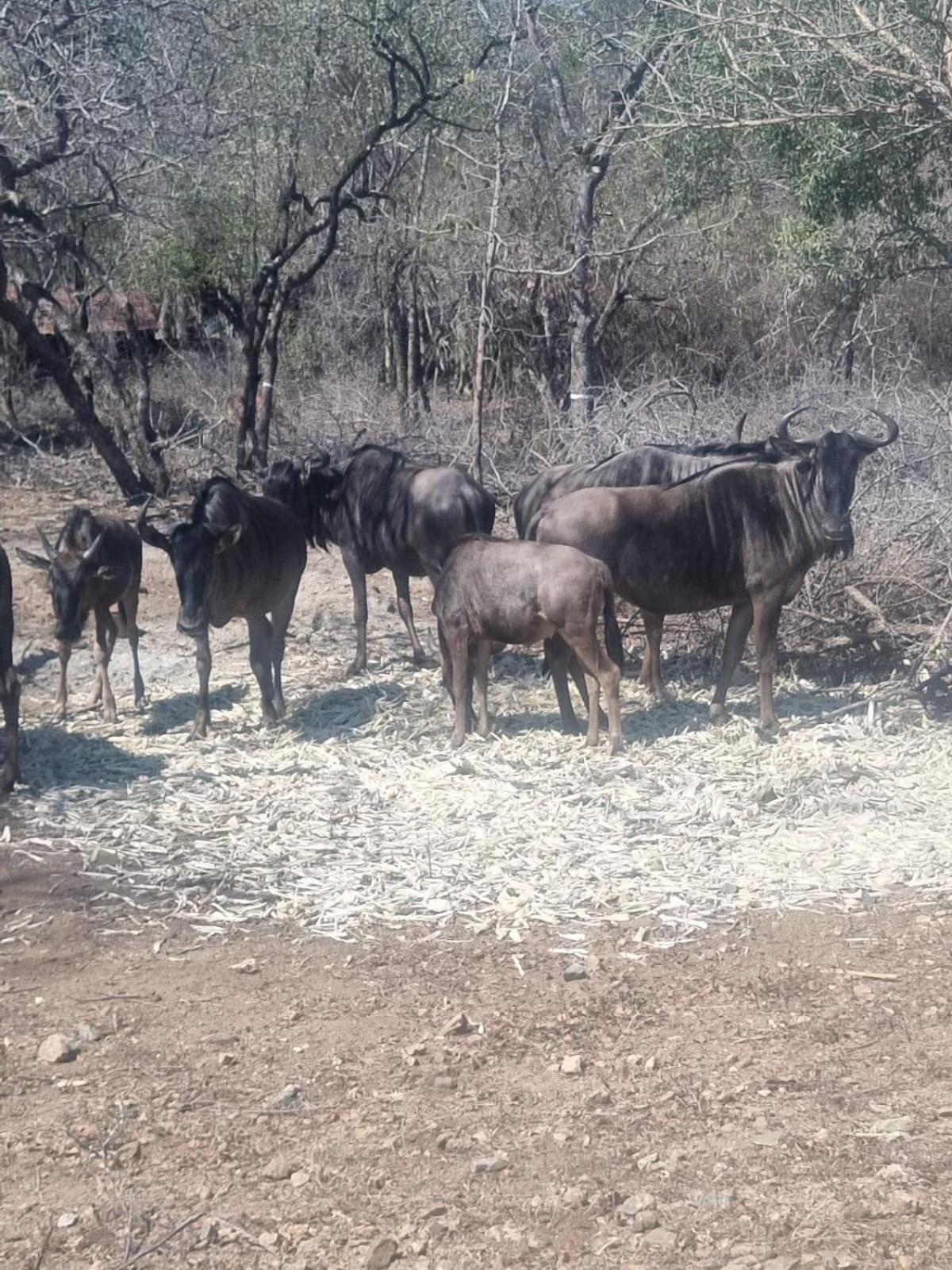 Okatjeru Marloth park