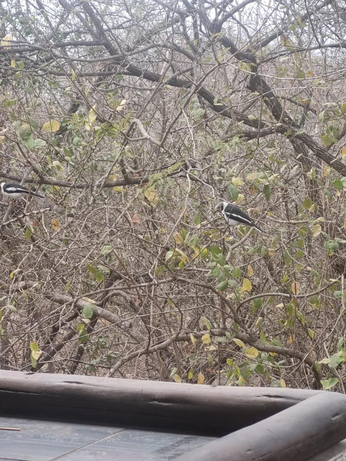 Okatjeru Marloth park