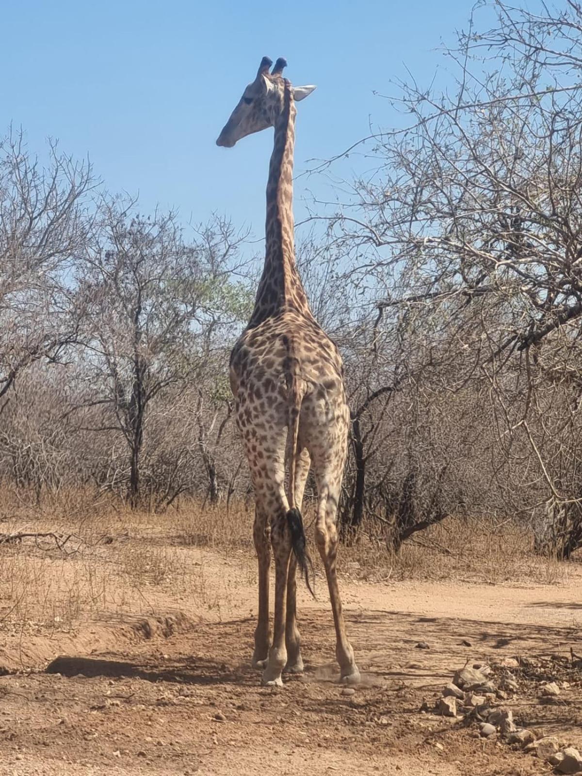 Okatjeru Marloth park