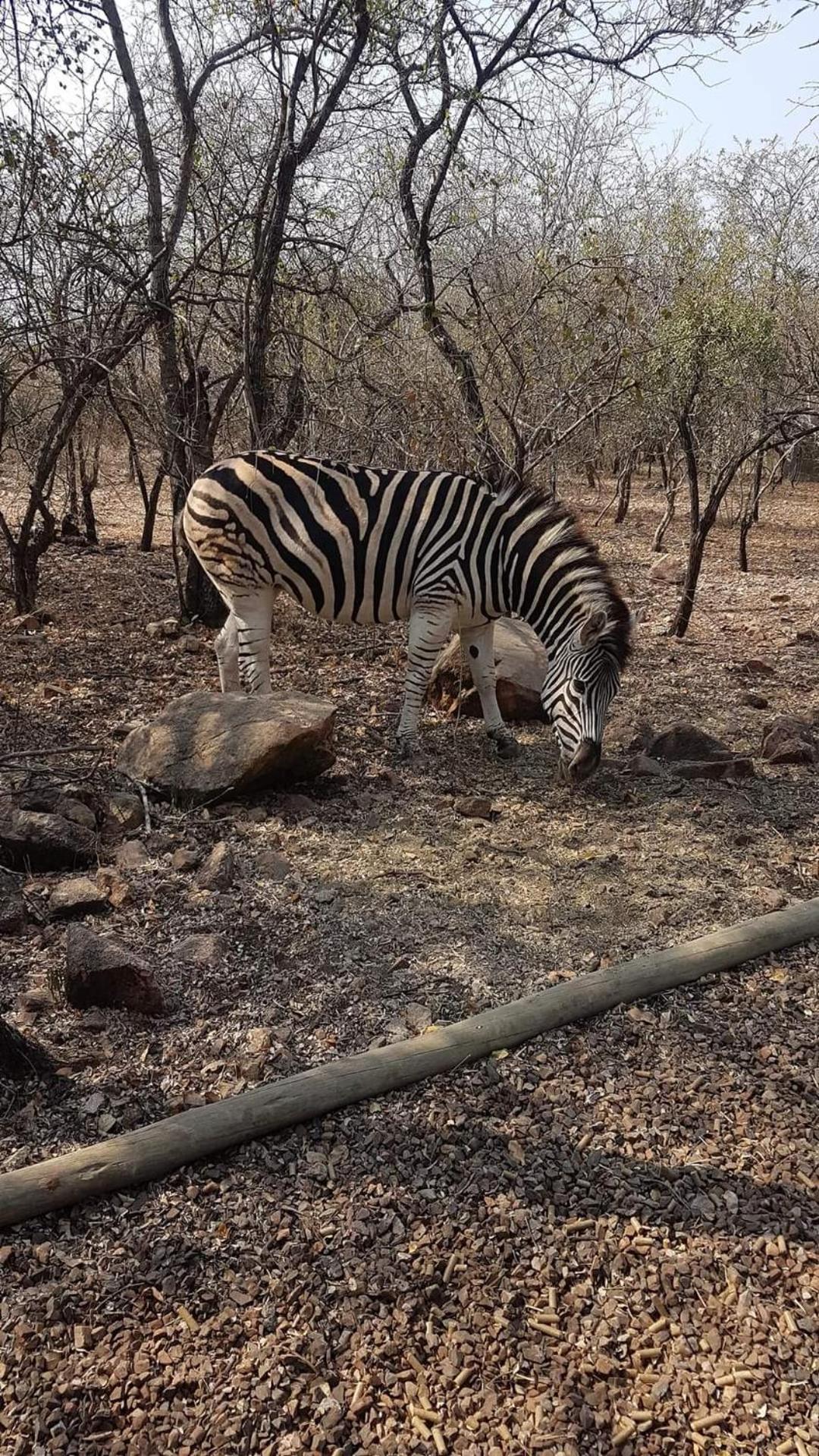 Okatjeru Marloth park