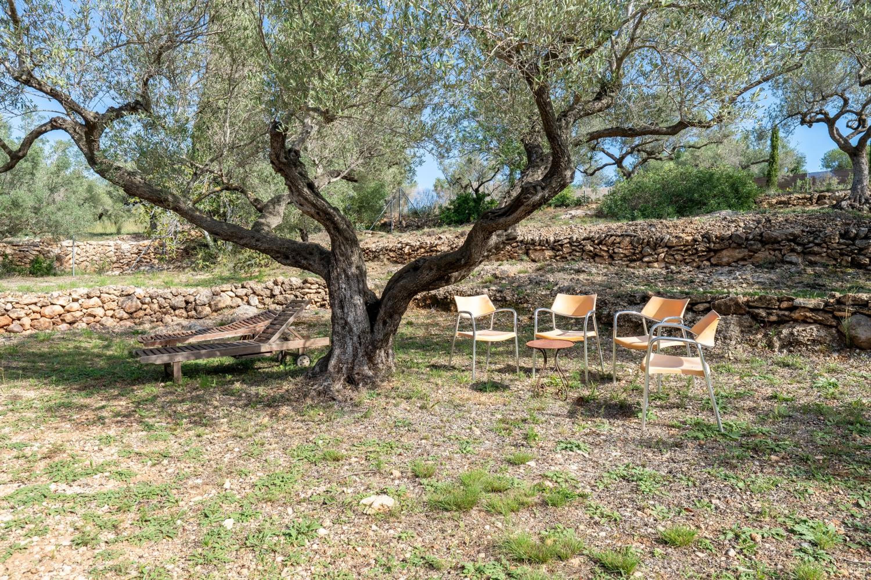 Casa Arbol