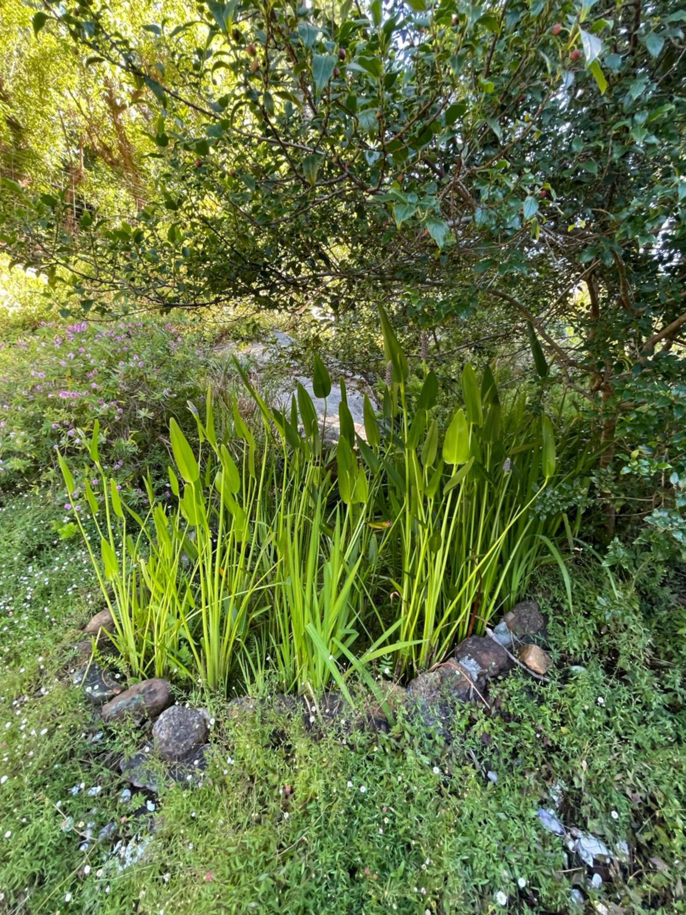 Ixia studio-Serene, solar, pet friendly, garden and valley views view 3