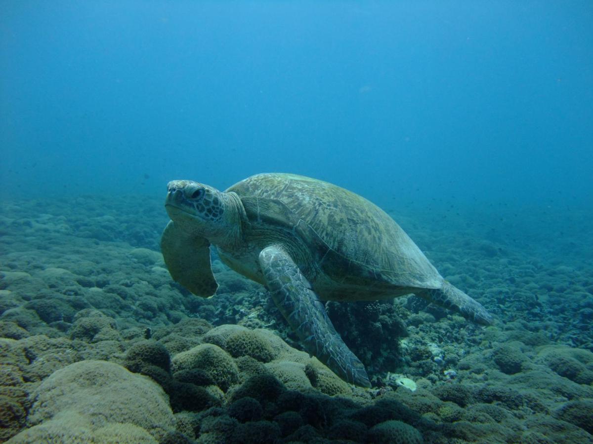 Photo 42