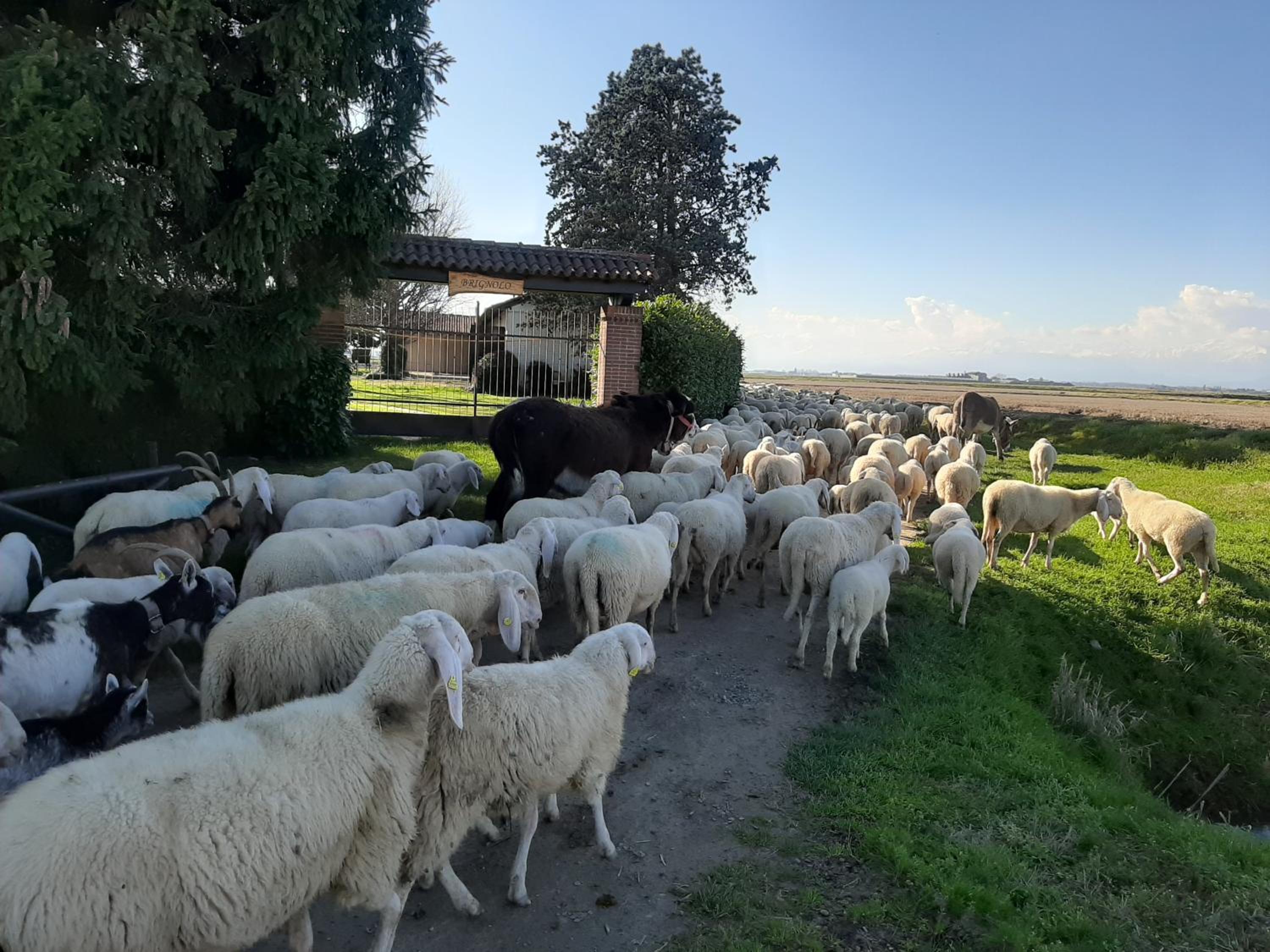 Cascina Brignolo