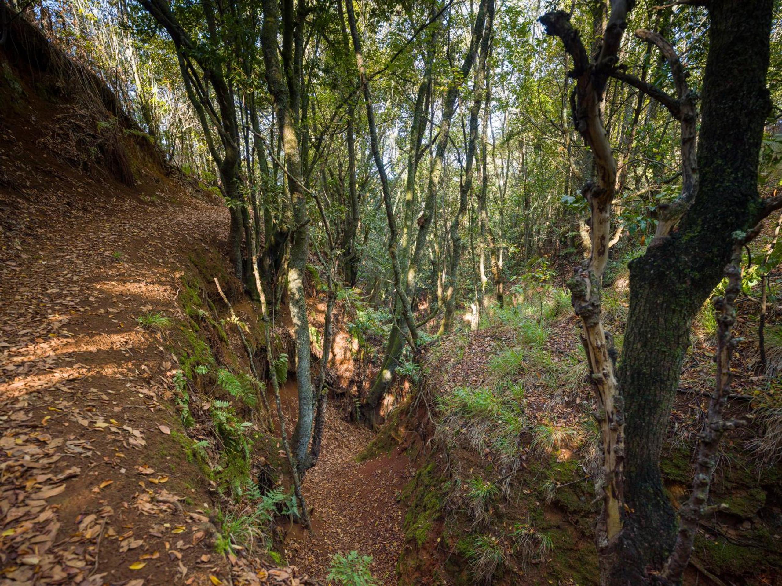 Sombra del Laurel