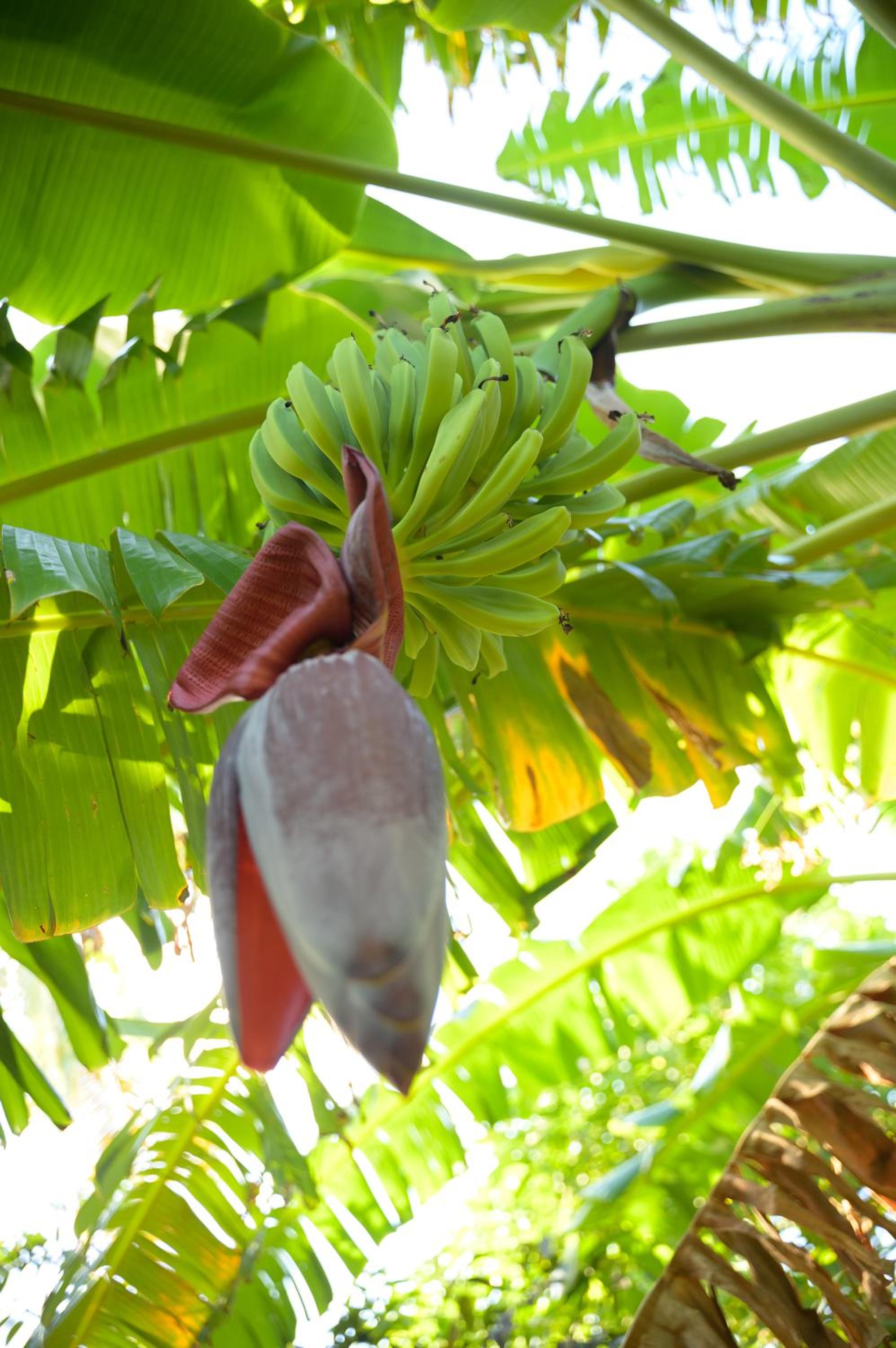 Good Times