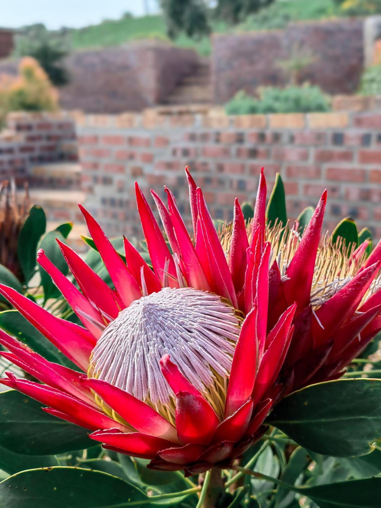 Capelands Wine Farm & Guesthouse