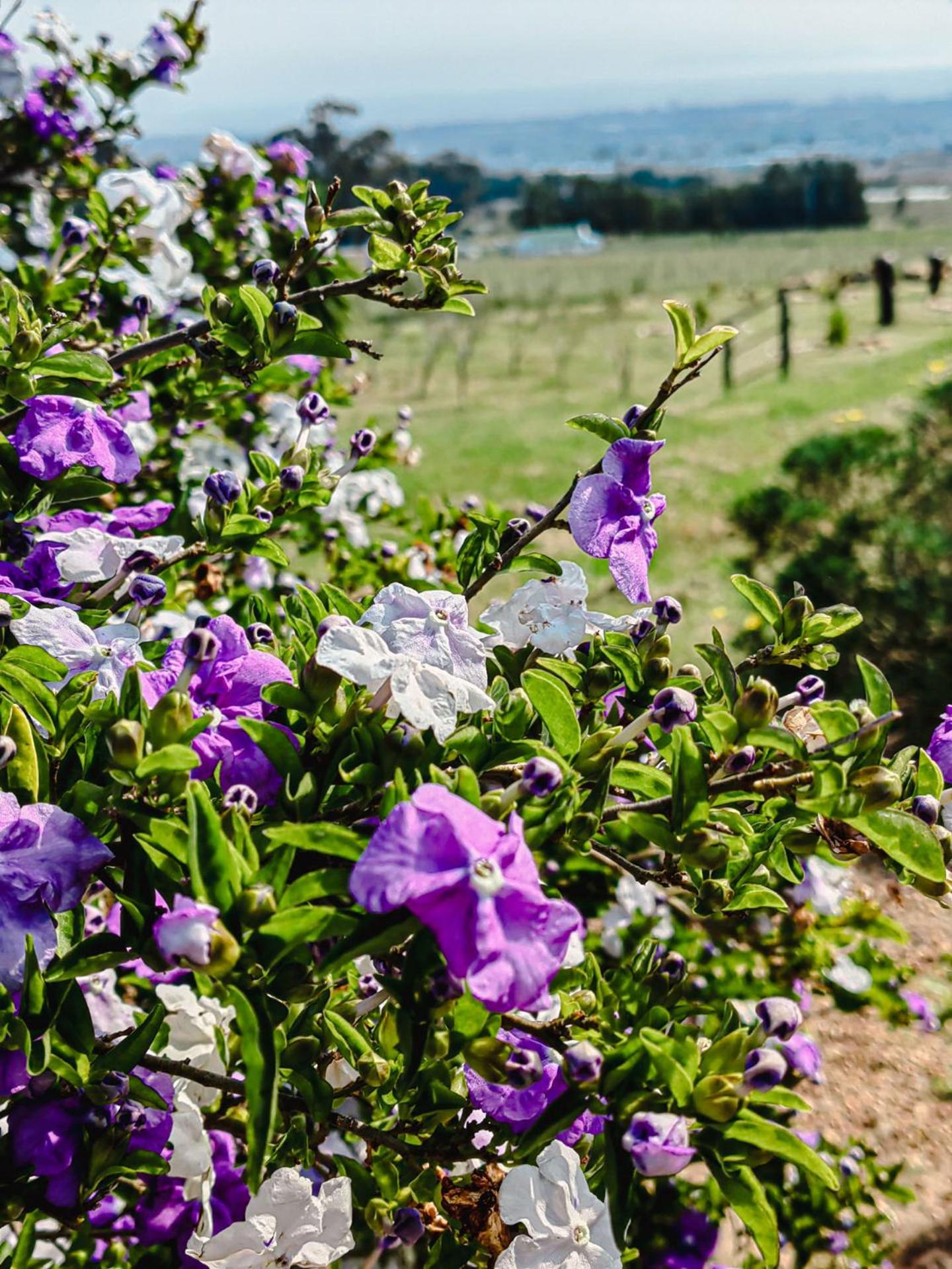 Capelands Wine Farm & Guesthouse
