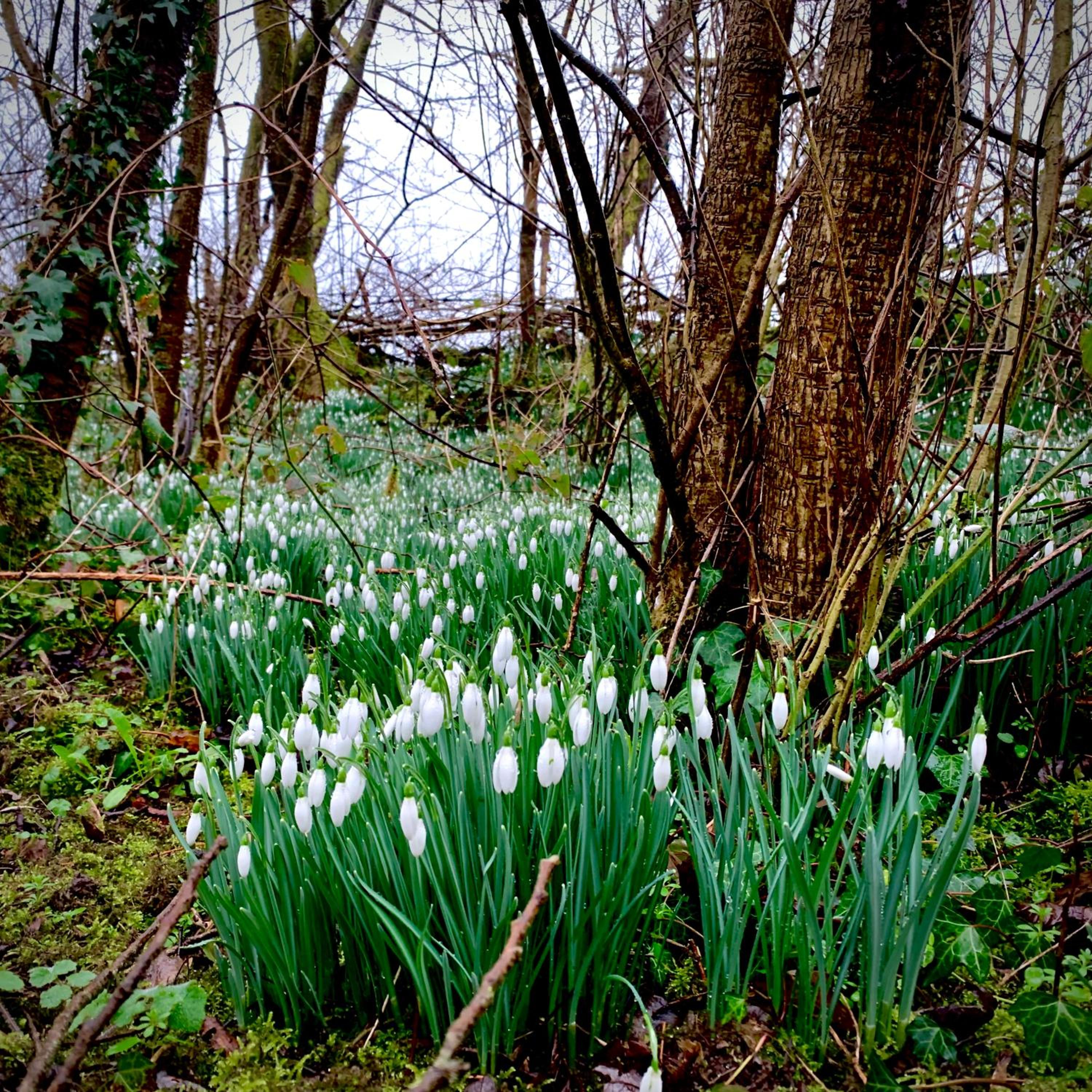 Ceridwen Glamping, double decker bus and Yurts