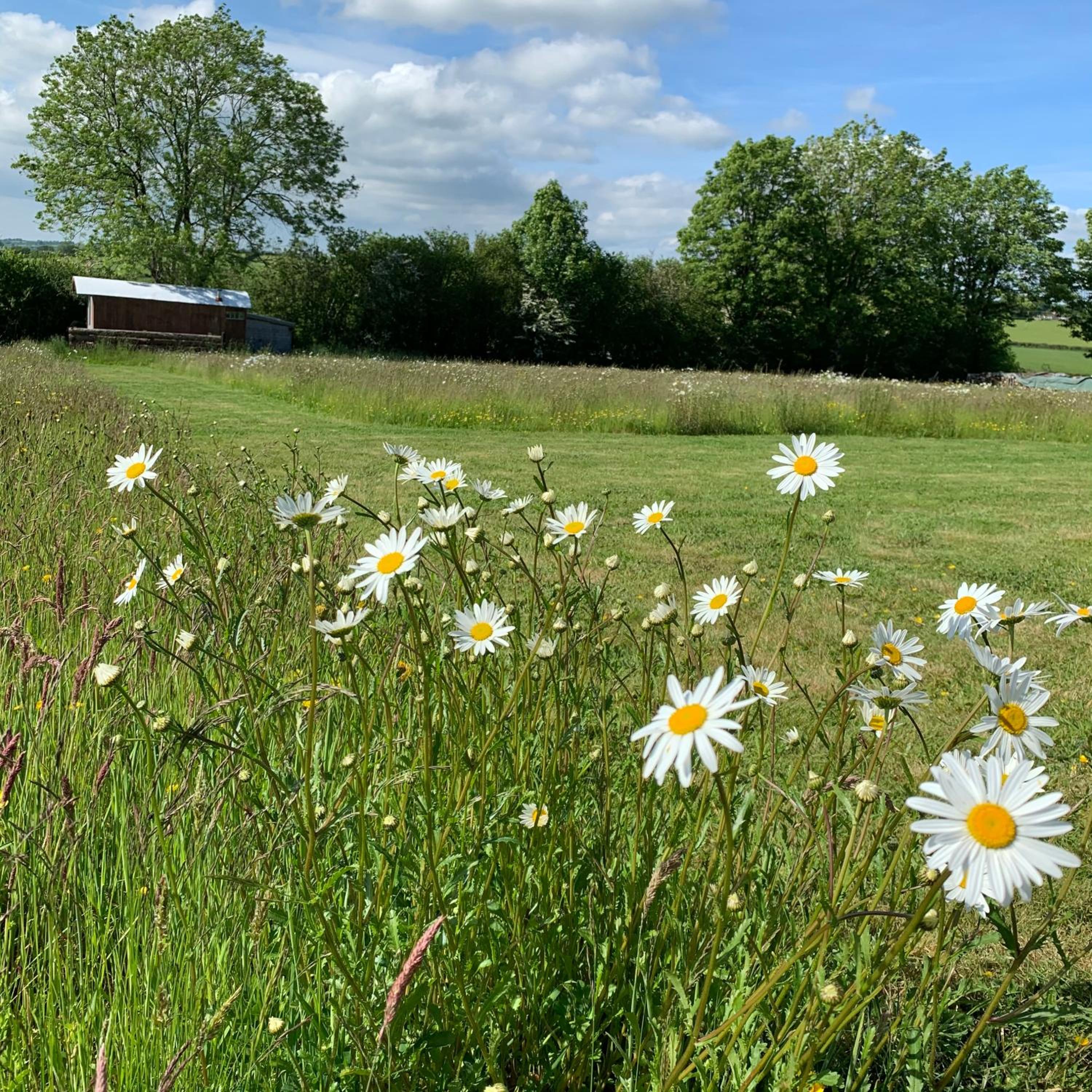 Ceridwen Glamping, double decker bus and Yurts
