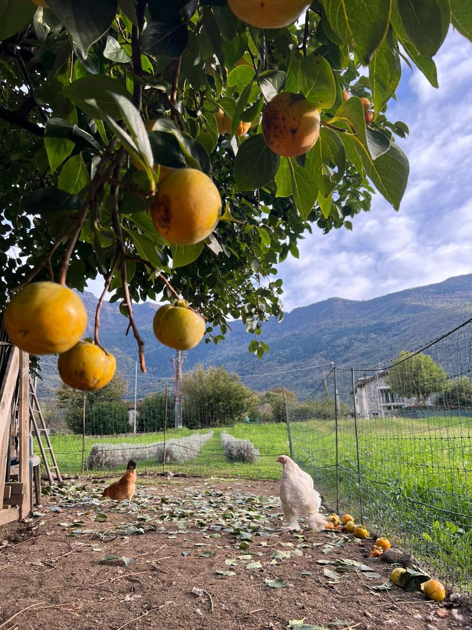 Photo 36