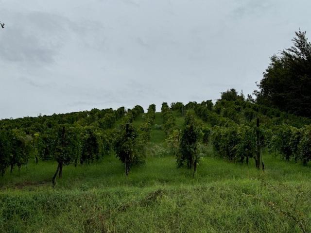 Colombara