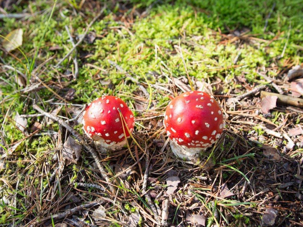 Photo 12
