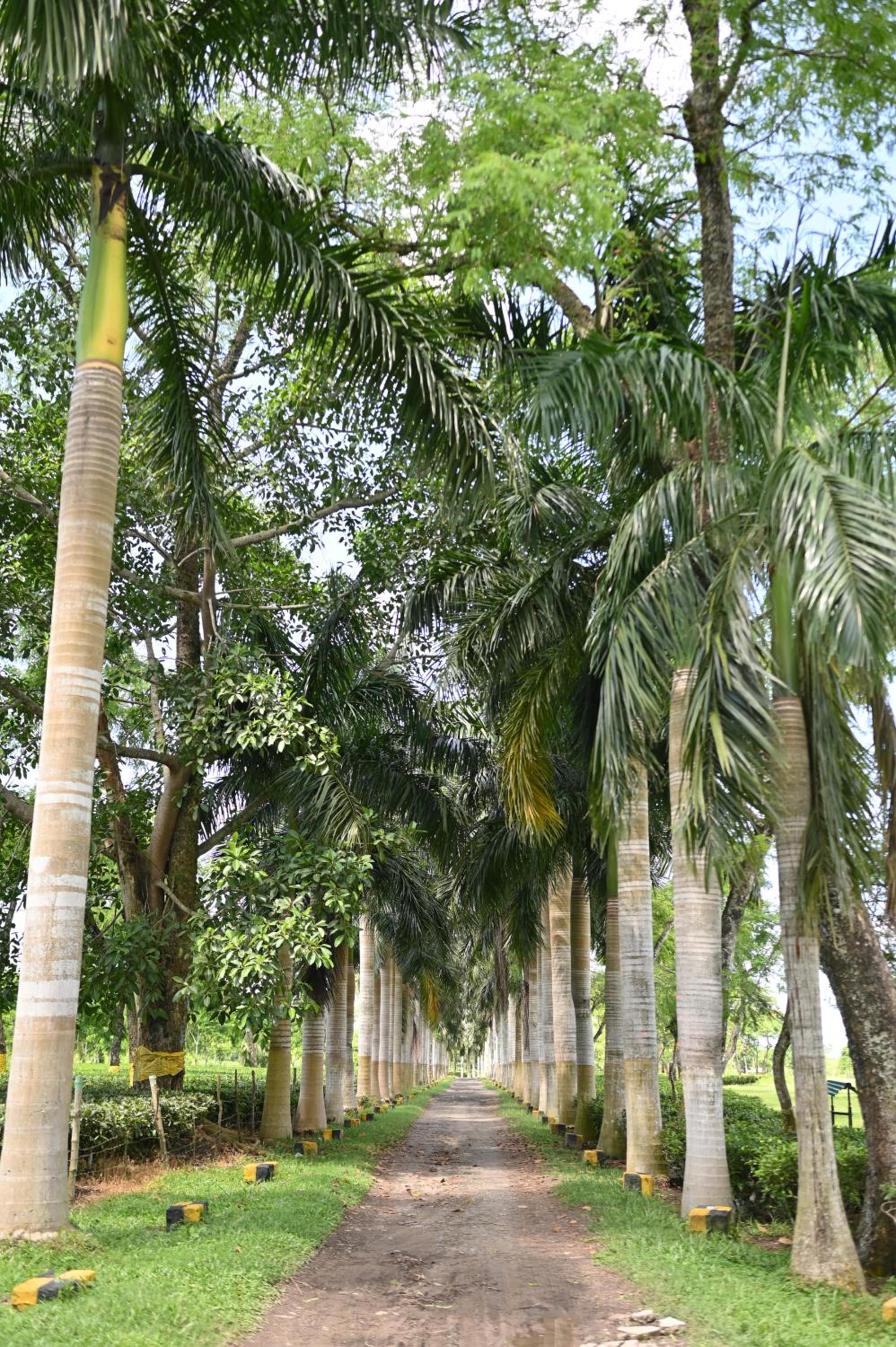 Kaziranga Golf Resort