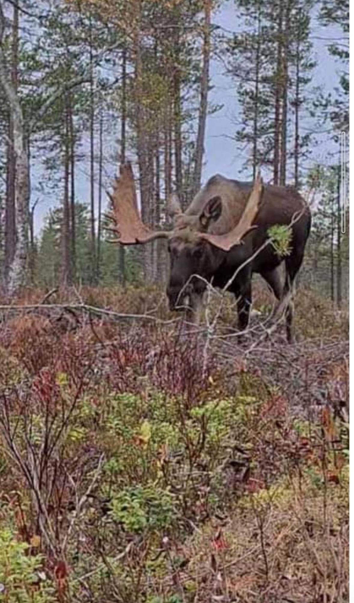 Skinnerud Där Öpp