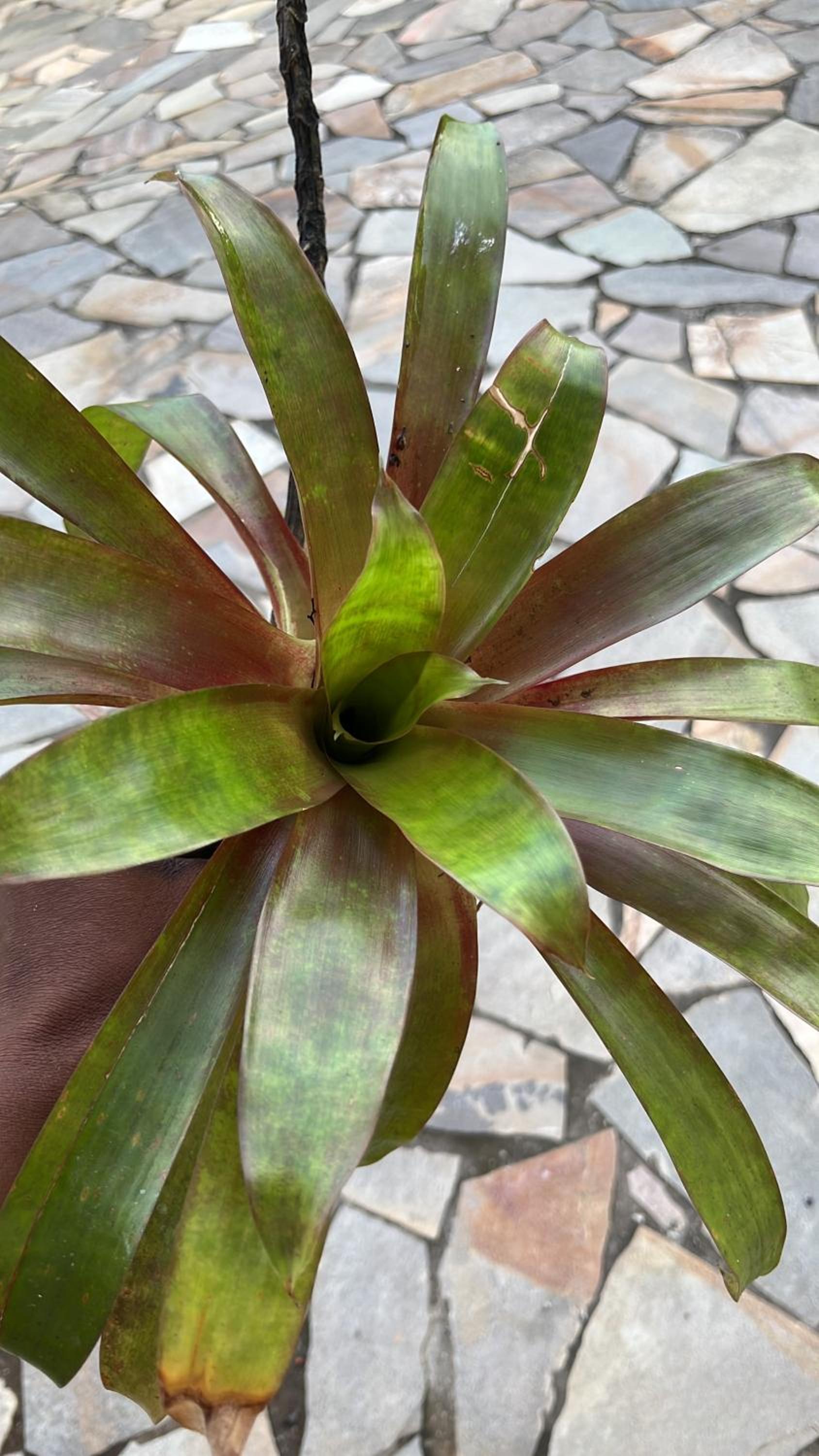 Au Roseau des Indes Appt avec piscine jardin et Fibre