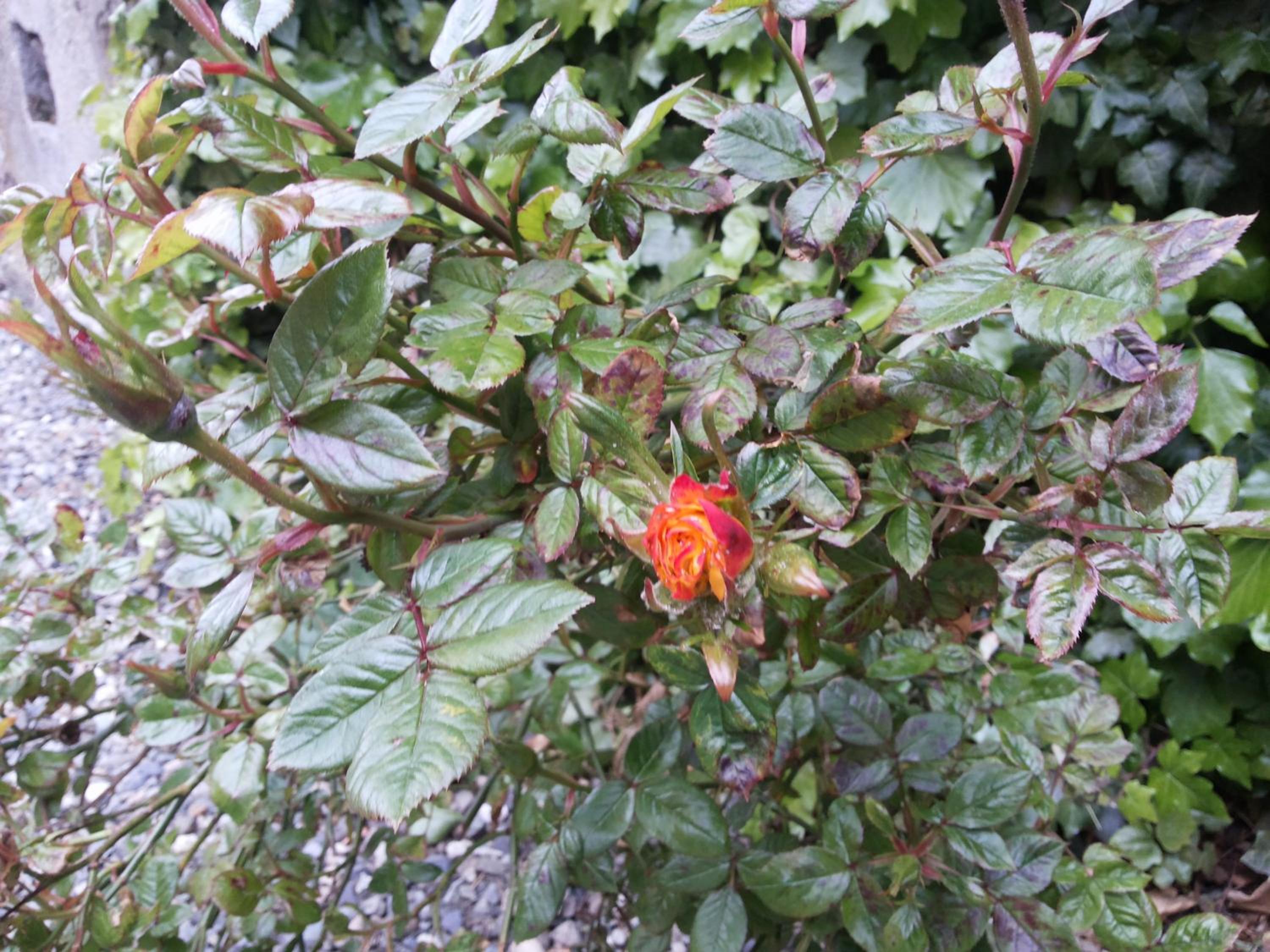 Photo 13